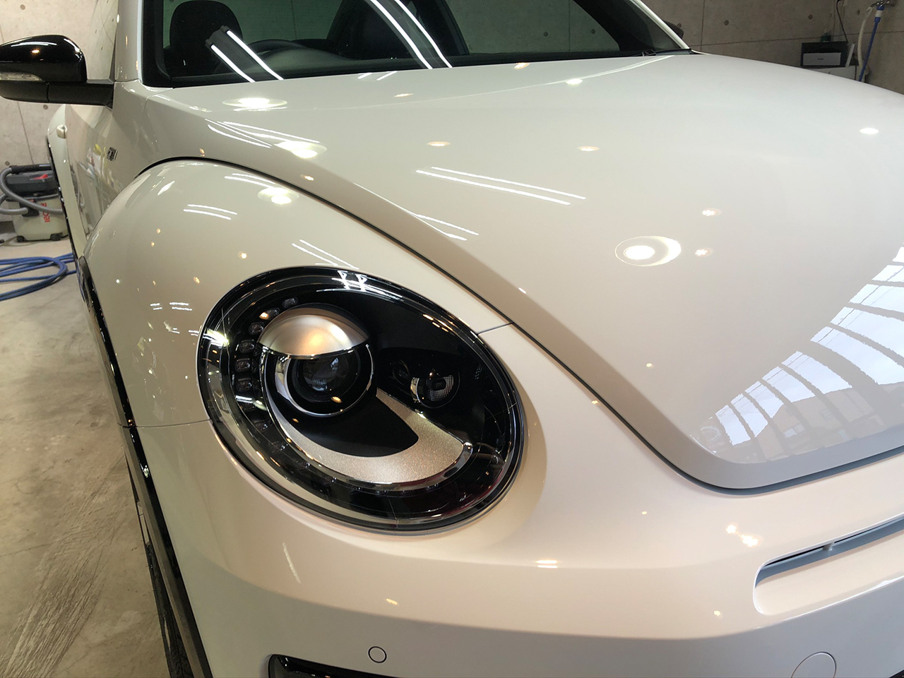 beetle_white_002