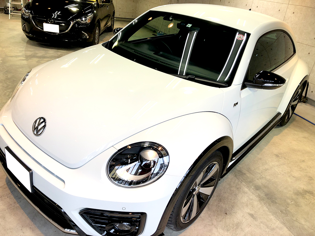 beetle_white_004